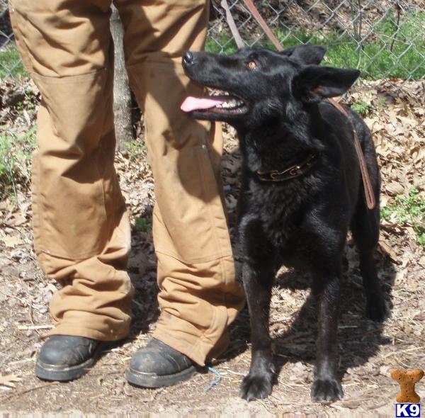 Dogs for Sale in OK
